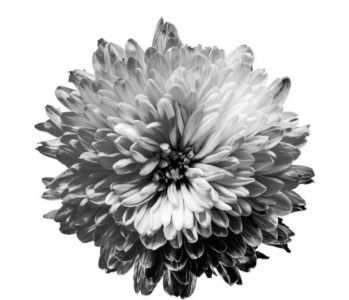 Monokromatija: sivi tonovi