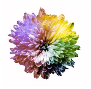 Protanomalija: crvena se vidi slabo