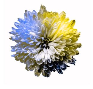 Protanopija: sljepoća na crvenu boju